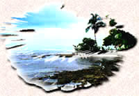 Surfing in the Caribbean