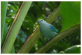 Cariblue Hotel Costa Rica