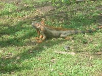 Green Iguana Tours