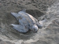 Leatherback Turtle Watch, Gandoca