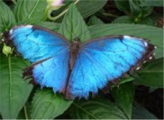 schmetterlinge in costa rica, mariposas en costa rica, mariposas de costa rica, san ramon, piedades sur, butterfly farm, granja de mariposa, schmetterlingsfarm